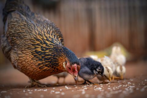 Nature’s Nurture, One Grain at a Time.